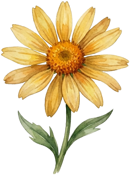 Arnica Montana